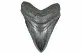Serrated, Fossil Megalodon Tooth - South Carolina #362245-1